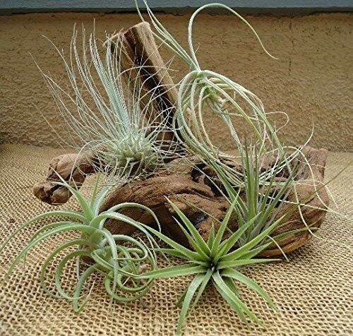 5 Pack Assorted Tillandsia Air Plants Home Garden Indoor Outdoor