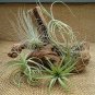 5 Pack Assorted Tillandsia Air Plants Home Garden Indoor Outdoor