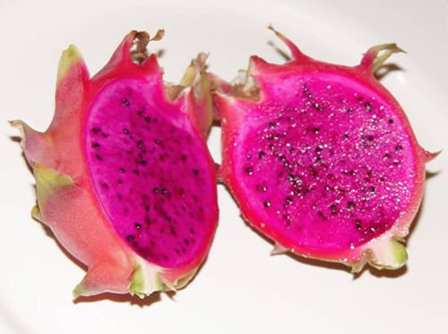 2 PURPLE Dragon Fruit Cutting Plant Easy Growing Juicy Sweet Yard Outdoor Live