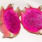 2 PURPLE Dragon Fruit Cutting Plant Easy Growing Juicy Sweet Yard Outdoor Live