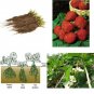 1 Honeoye Strawberry Fruit Plants 10 Bare Root Plants SWEET BERRY Graden Outdoor
