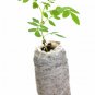 Blue Jacaranda Tree Live Plant Jacaranda Mimosifolia Starter Plug Draft Garden