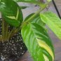 Golden Mosaic Variegated Ctenanthe Marantifolia Never Never Plant