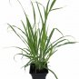 Lemon Grass Herb Plant Full Sun Home and Garden Outdoor Quart Pot Best Gift Yard
