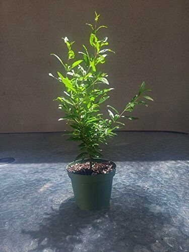 Dwarf Pomegrante Tree Container/Patio/Bonsai Size Graden Plant 4"Pot Best Gift