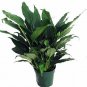 Peace Lily Plant Great House 4-6" Potted Plant Spathyphyllium Blooms Yearround 4 Inch Pot