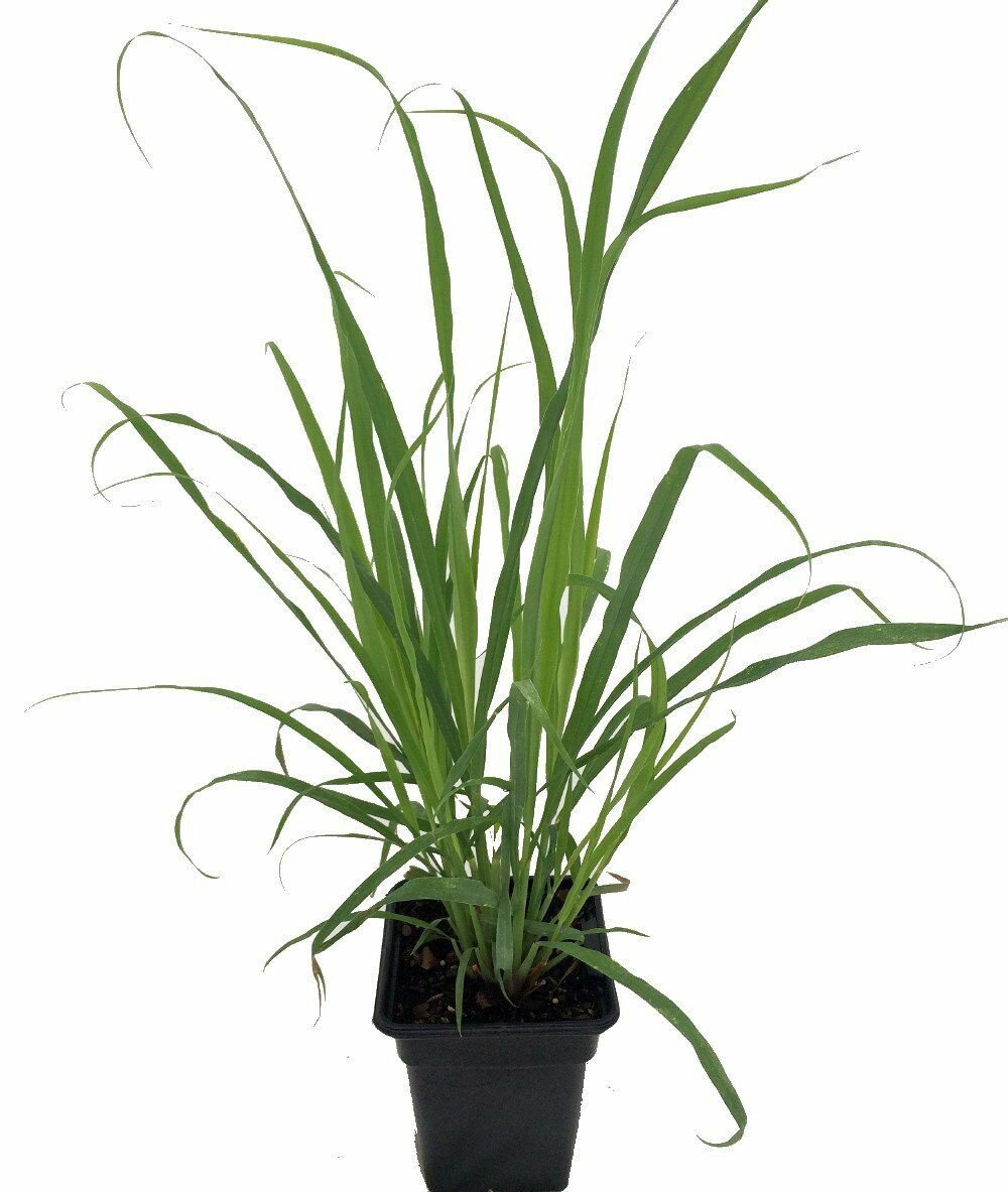 Lemon Grass Herb Plant Full Sun Home and Garden Outdoor Quart Pot Best Gift Yard