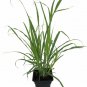 Lemon Grass Herb Plant Full Sun Home and Garden Outdoor Quart Pot Best Gift Yard