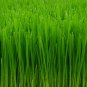 Seeds 4 Pounds Wheatgrass Catnip Substitute Wheat Grass Cat Dog Pets Pasto Trigo