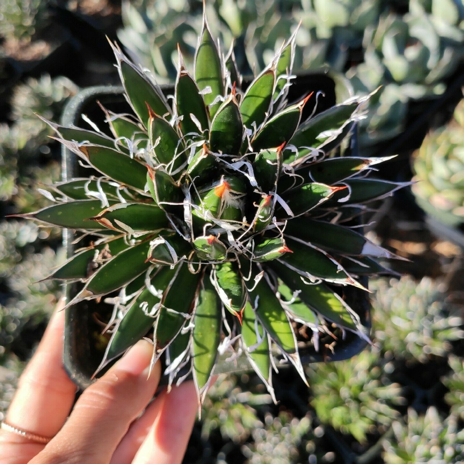 Agave schidigera 'Shira ito no Ohi' Rare Succulent Plant Shown in 4" Square Pot| succulent plants