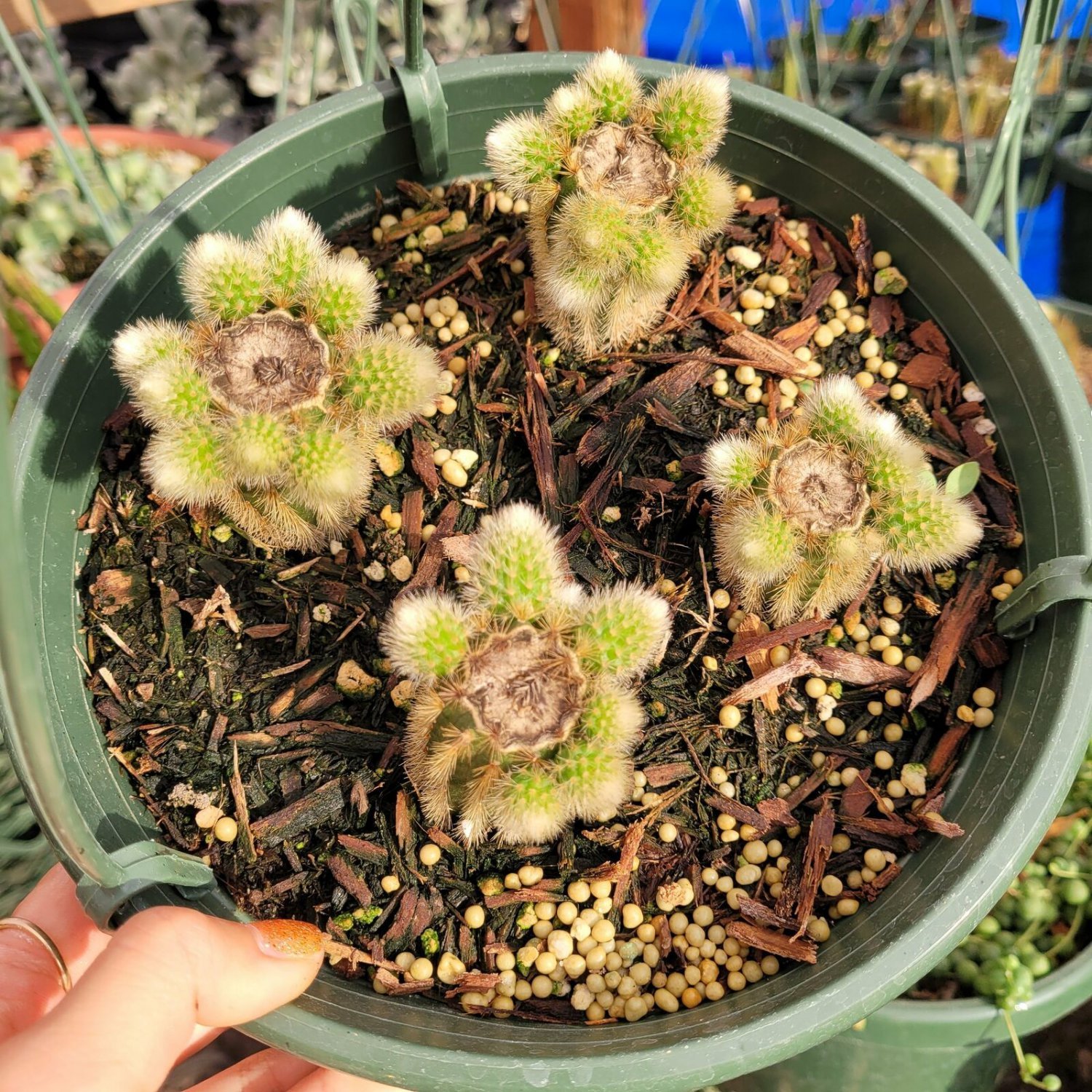 Cleistocactus winteri Golden Rat Tail Cactus 8"