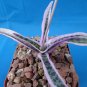 Ledebouria socialis variegated Scilla socialis GREAT COLORS Nice Big Single Bulb