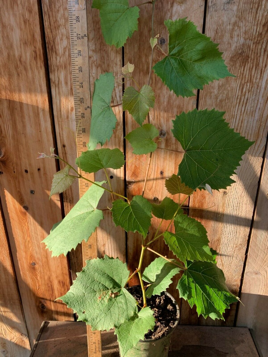 Grape Vine Tree, Vineyard Healthy Live Garden Grape Trees Rooted Ready to Grow 5"