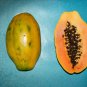 ~DIAMONDHEAD~ PAPAYA Hybrid KAPOHO SOLO BEST Papaya UH Cultivar 30+ SEED