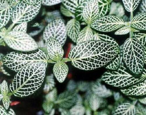Silver Nerve Live Plant Fittonia Verschaffeltii 4" Pot Indoor Houseplant Garden