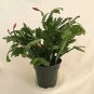 Red Christmas Cactus Plant Zygocactus 4" Pot Flowers Indoor Houseplant Best Gift