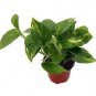 Golden Devils Ivy Pothos Epipremnum 4"Pot Very Easy to Grow Live Plant Houseplant