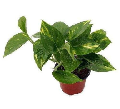 Golden Devils Ivy Pothos Epipremnum 4"Pot Very Easy to Grow Live Plant