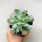 Echeveria Culibra Rare Succulent Plant Shown in 8" Pot | succulents plants live | live plants
