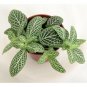 Silver Nerve Plant Indoor Fittonia Verschaffeltii 2.5" Pot Live Houseplant Yard Live Plant