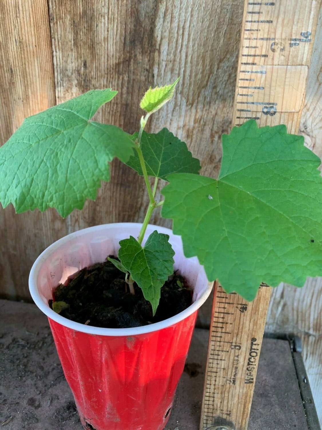 Vineyard Vine, Grape Vine Seeding Starter Tree Ready to Grow Grape Vine App 5"