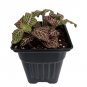 Red Veined Nerve Plant Fittonia Easy Live HousePlant 4"Pot Houseplant Indoor