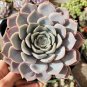 Echeveria Orion 6 inch