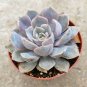 Echeveria Orion 6 inch