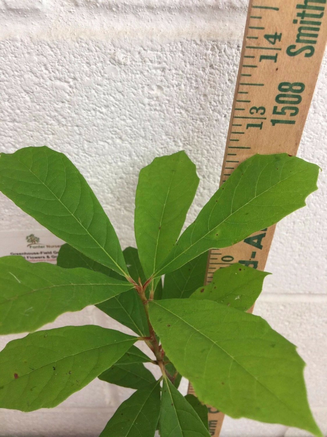 Black Gum tree quart pot (Nyssasylvatica)