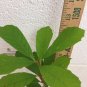 Black Gum tree quart pot (Nyssasylvatica)