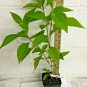 American Beauty Berry shrub qt. pot