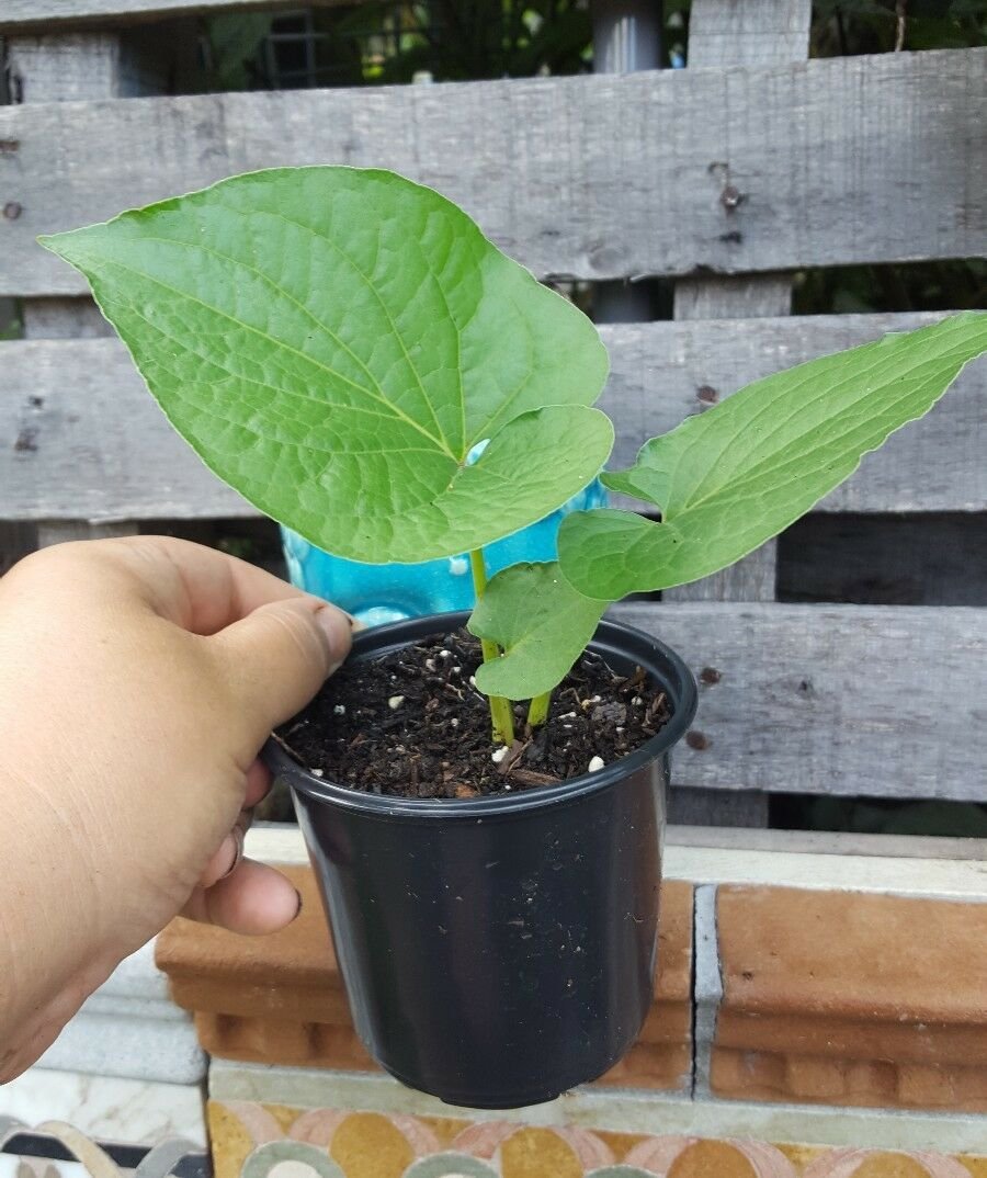 Root Beer Starter Plant, Hoja Santa,Piper Auritum, Mexican Pepper Leaf