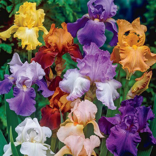 Bearded Iris mixed colors 5 bulbs