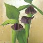 Jack-In-The-Pulpit 10 bulbs (Arisaema triphyllum)