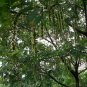 60 seeds Chinese Wingnut, Pterocarya stenoptera, Tree Seeds (Rare, Fast, Showy)