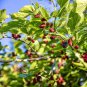 Mulberry (morus Nigra) tropical fruit tree Fruit Soon 1’-2’