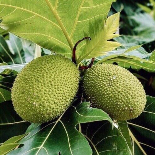 Breadfruit (Artocarpus altilis) tropical live fruit tree 12&acirc;��-24&acirc;��