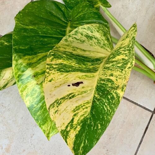 Giant Golden variegated pothos large plant
