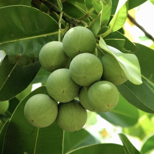 Ball Nut / Daok (Calophyllum inophyllum) Tropical Live Tree 12&acirc;��- 24&acirc;��