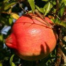 Pomegranate (Punica granatum) tropical live fruit tree 12"-24"