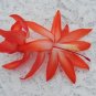 Cactus Starter Plant ~~Elise~~ Schlumbergera Truncata