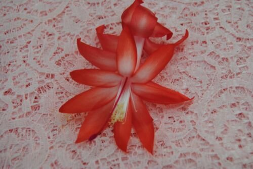 Cactus Starter Plant ~~Bristol Joy~~ Schlumbergera Truncata
