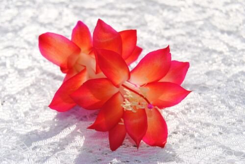 Cactus Starter Plant ~~Roxanne~~ Schlumbergera Truncata