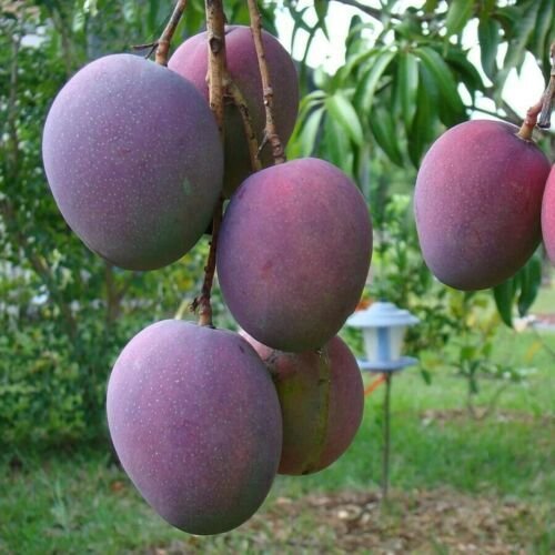 Giant Grafted Mango Palmer ( Manglifera ) Tropical Live Fruit Tree 3&acirc;��-4&acirc;�� feet