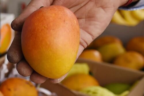 GRAFTED MANGO ALPHONSO (MANGIFERA) LIVE FRUIT TREE 3&acirc;��-4&acirc;�� feet