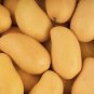 GRAFTED MANGO ATAULFO (MANGIFERA) LIVE FRUIT TREE 3’-4’ feet