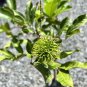 Long Seed GRAFTED Rambutan (Nephelium lappaceum) Fruit Tree 24”-36”