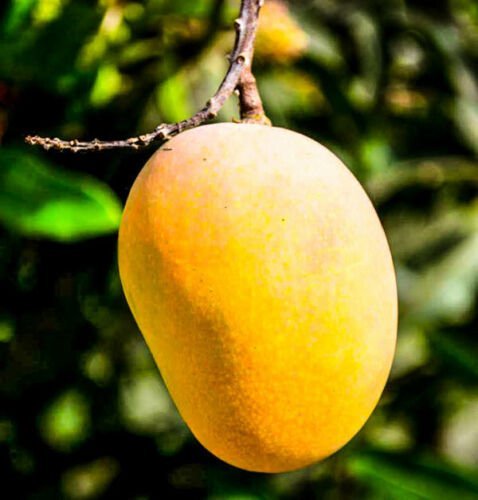 Yellow Grafted Mango (turpentine) Live Fruit Tree 3&acirc;��-4&acirc;�� feet tall