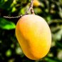 Yellow Grafted Mango (turpentine) Live Fruit Tree 3’-4’ feet tall