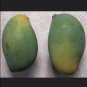 GRAFTED MANGO MALLIKA (MANGIFERA) LIVE FRUIT TREE 3’-4’ feet